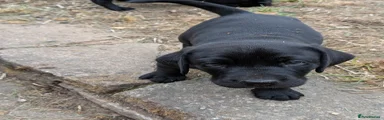 Labrador Retriever Puppy 2