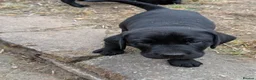 Labrador Retriever dogs for sale: 3 Labrador puppies for sale from Drakeshead lines  - Advert 5
