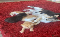 Bengal cats for sale: Kittens for sale  - Image 11