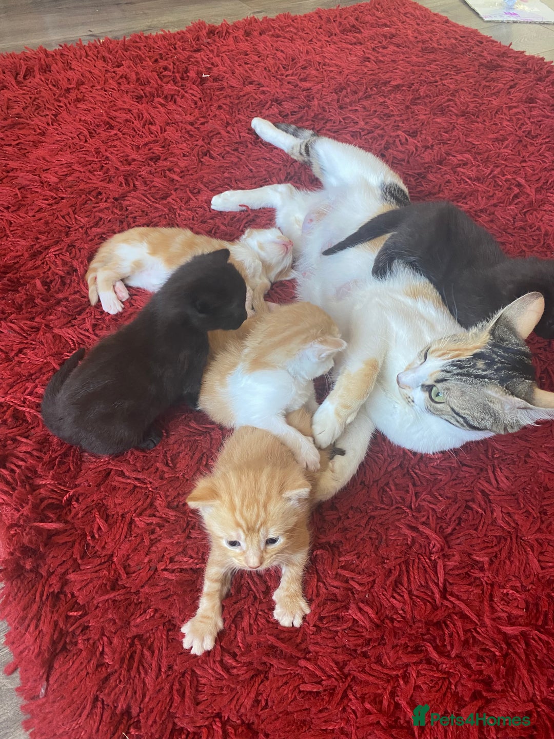 Bengal cats for sale: Kittens for sale  - Image 11