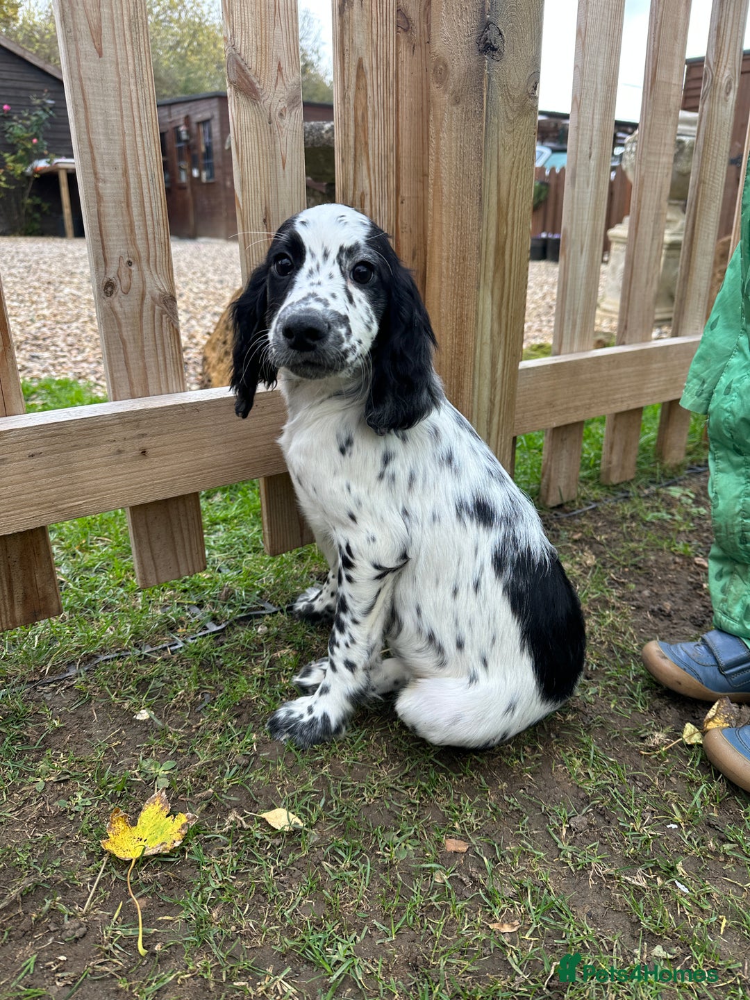 Cocker Spaniel dogs for sale: Working cocker spaniels puppies  - Image 8
