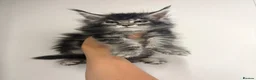 Maine Coon cats for sale: Maine coon kittens  - Advert 4