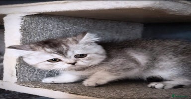 Scottish Fold cats - Advert 4