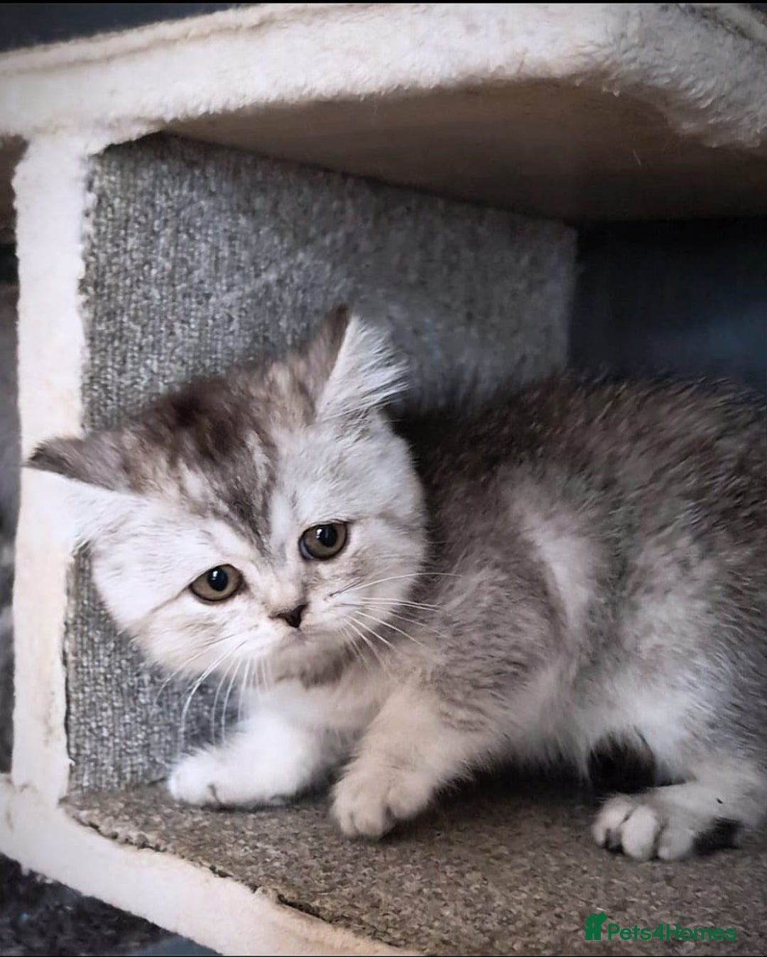Scottish Fold cats for sale: 💙🩷LAST 2 SCOTTISH KITTENS ✅️TICA reg - Image 3