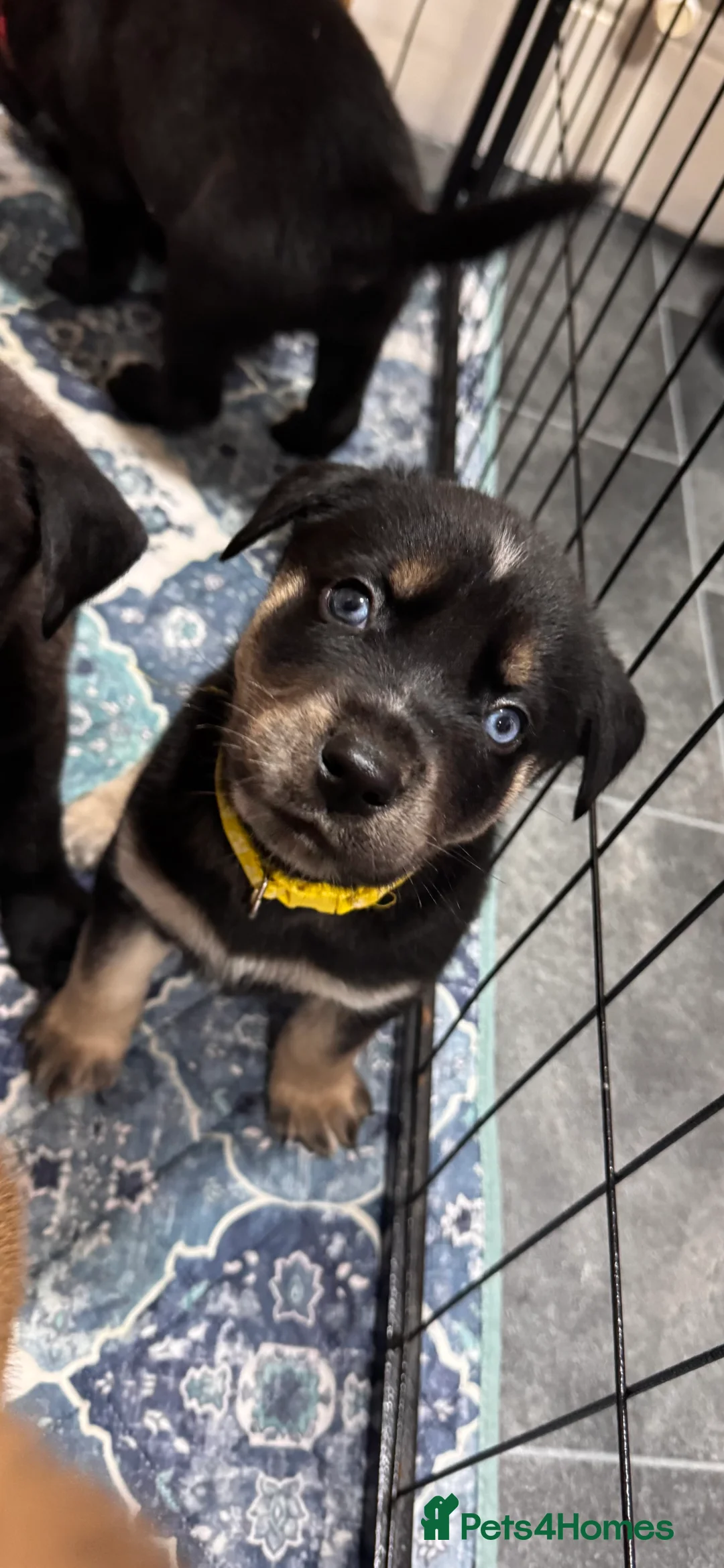 Mixed Breed dogs for sale: RARE BLUE EYE Sholly  ** tiff x Husky  - Advert 32