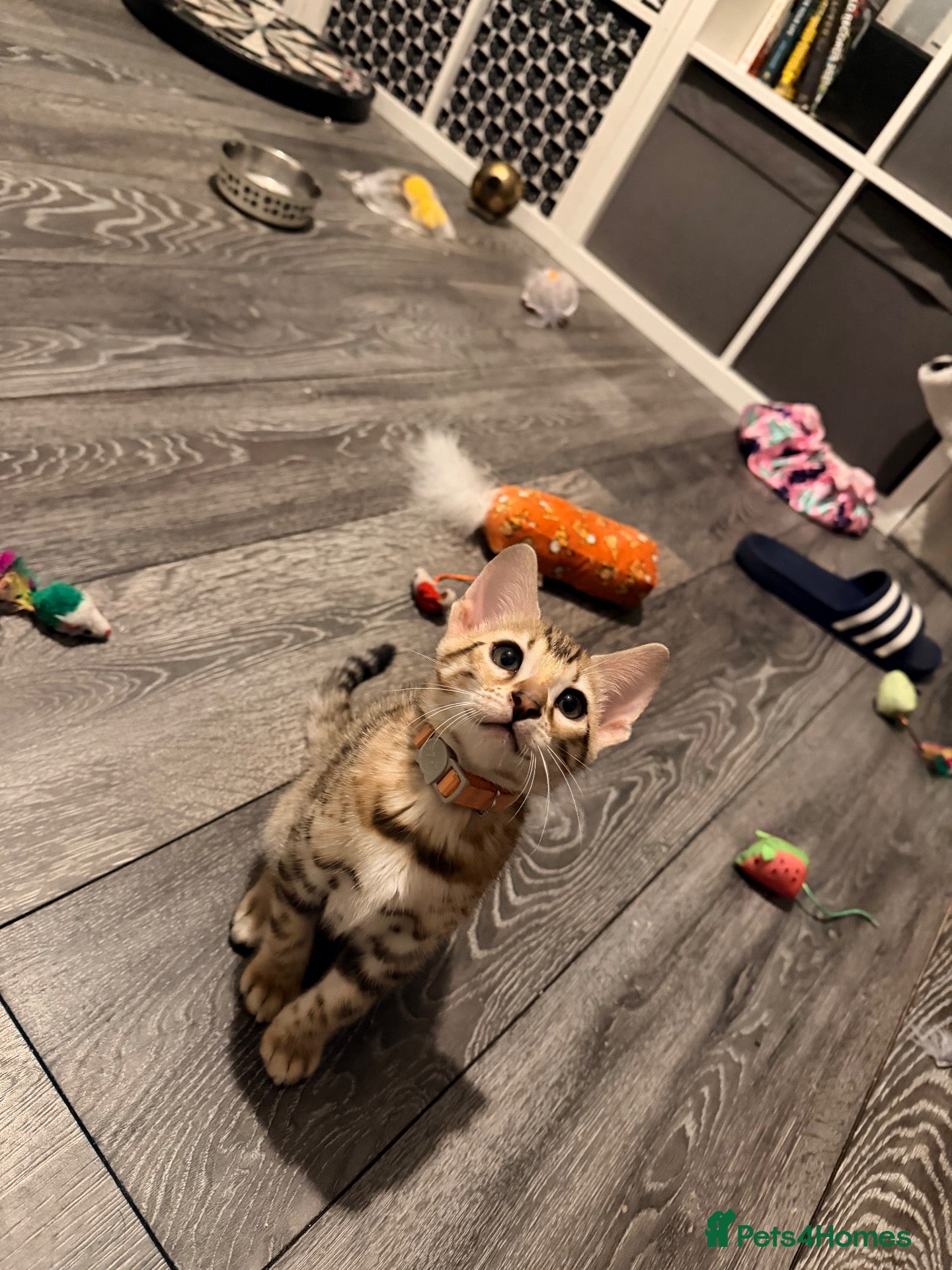 Mixed Breed cats Beautiful little female kitten . - Advert 16