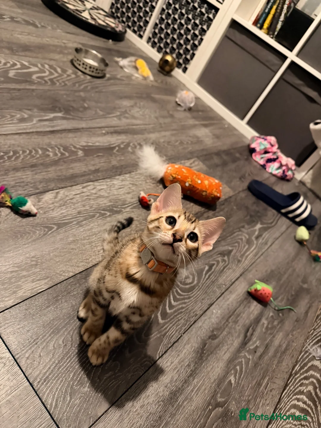 Mixed Breed cats for sale: Beautiful little female kitten . - Advert 1