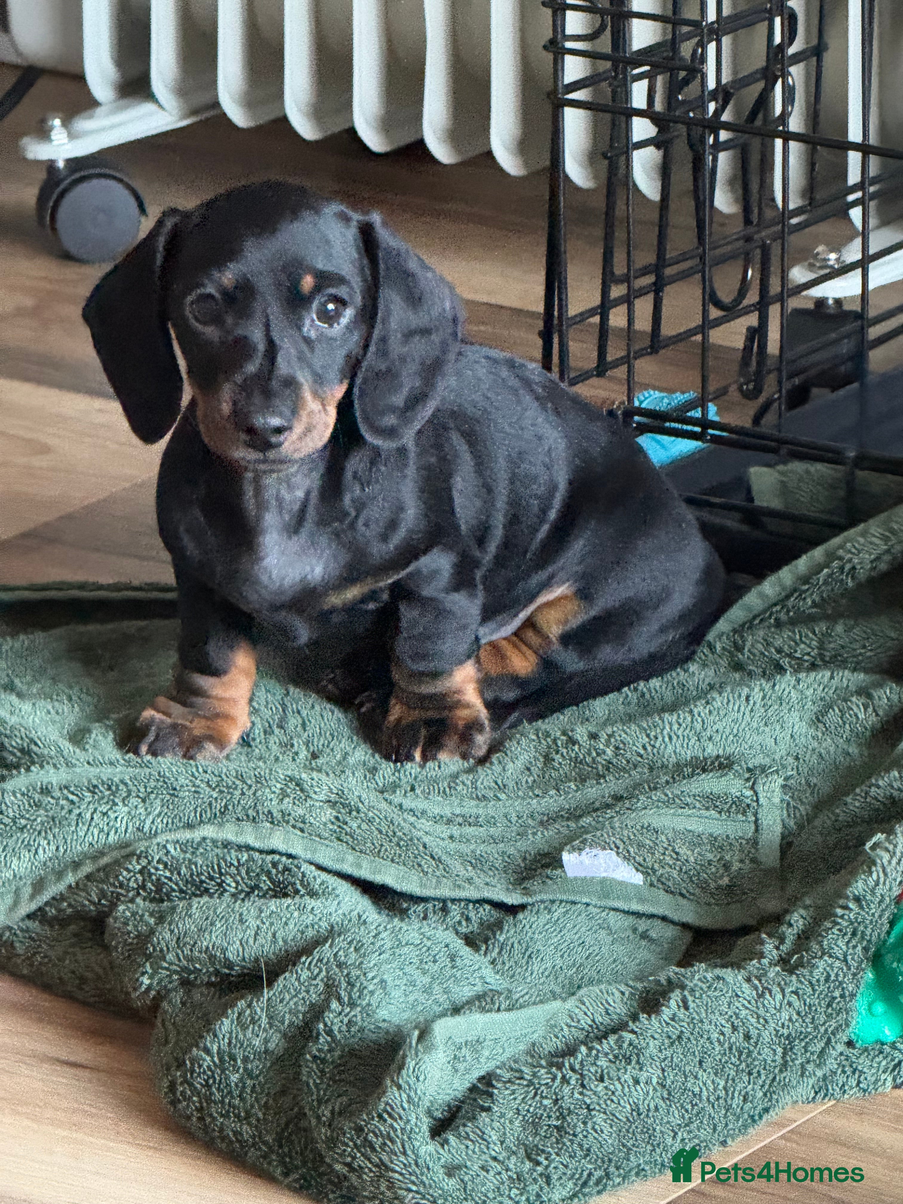 Miniature Dachshund dogs Miniature dachshund puppies - Advert 4