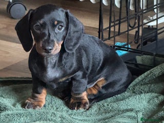 Miniature Dachshund dogs Miniature dachshund puppies - Advert 2