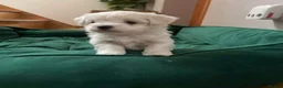 Maltese dogs for sale: Tiny Maltese Puppies From 2kg Parents - Advert 2