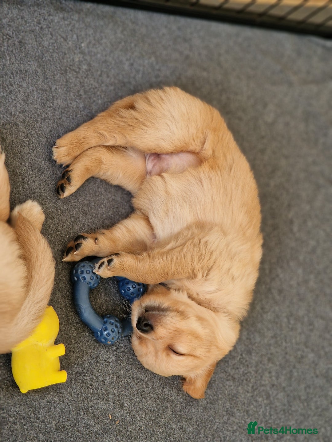 Golden Retriever dogs for sale: Golden Retriever puppies  in Lee-on-the-Solent - Image 9