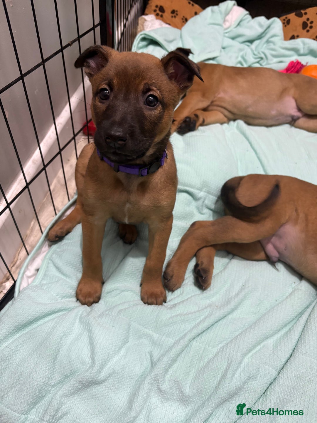 Mixed Breed dogs for sale: Belgian mali cross bullgreyhound PUPPIES  - Advert 37