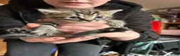 Mixed Breed cats for sale: Rag doll cross kittens - Advert 17