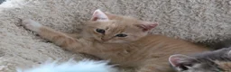 Siberian cats for sale: Beautiful Siberian Kittens-3 Boys-Hypoallergenic - Advert 14