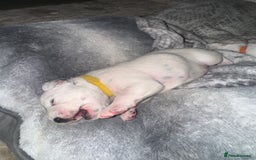 Dalmatian dogs for sale: PEDIGREE Dalmatian Puppies ready by 19th December  - Image 10