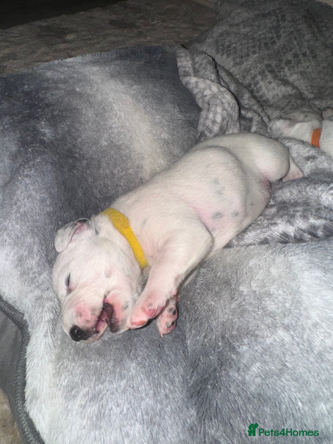 Dalmatian dogs for sale: PEDIGREE Dalmatian Puppies ready by 19th December  - Image 10