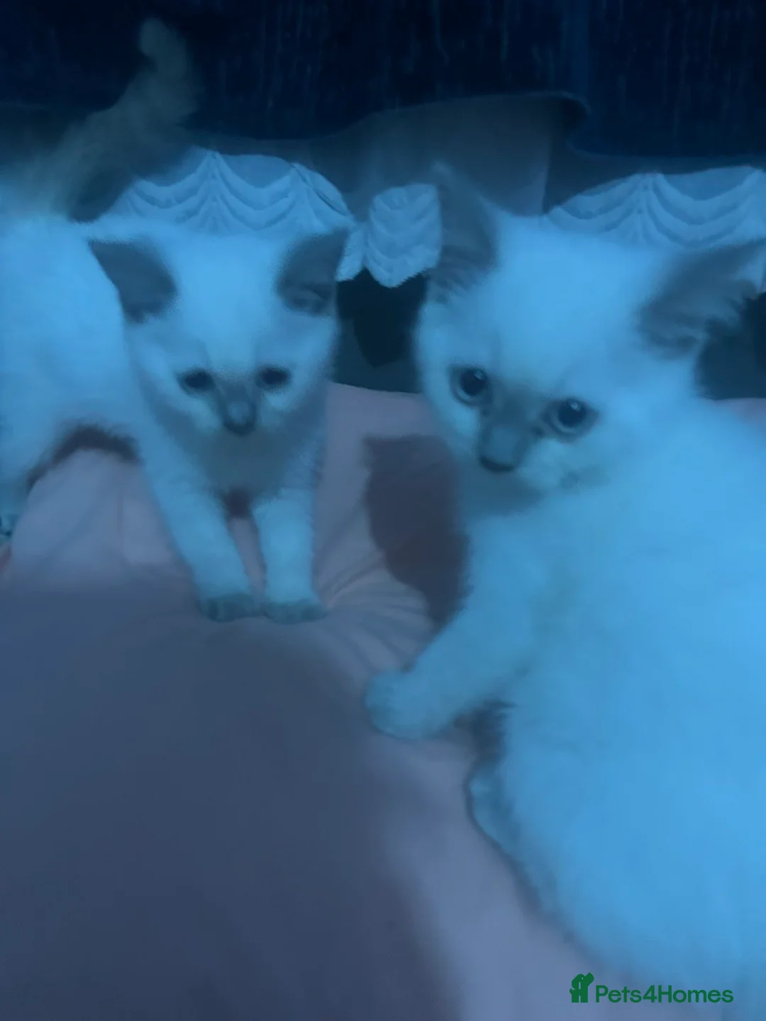 British Shorthair cats for sale: White and Grey British Shorthairs in Leicester - Advert 2
