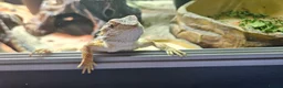 Bearded Dragon reptiles for sale: Bearded dragon & set up in Walsall - Advert 1