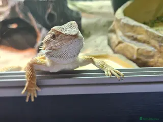 Bearded Dragon reptiles Bearded dragon & set up in Walsall - Advert 1