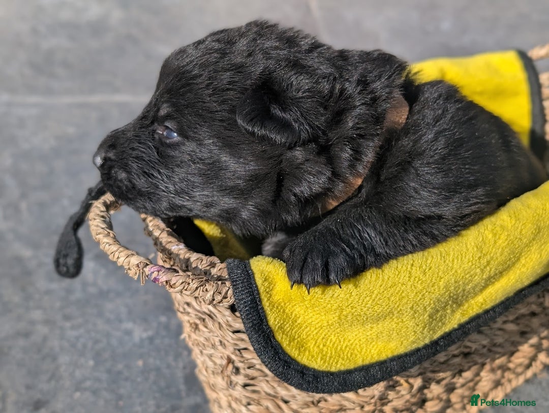 German Shepherd dogs for sale: Gorgeous Black German Shepherd Puppies. - Image 26