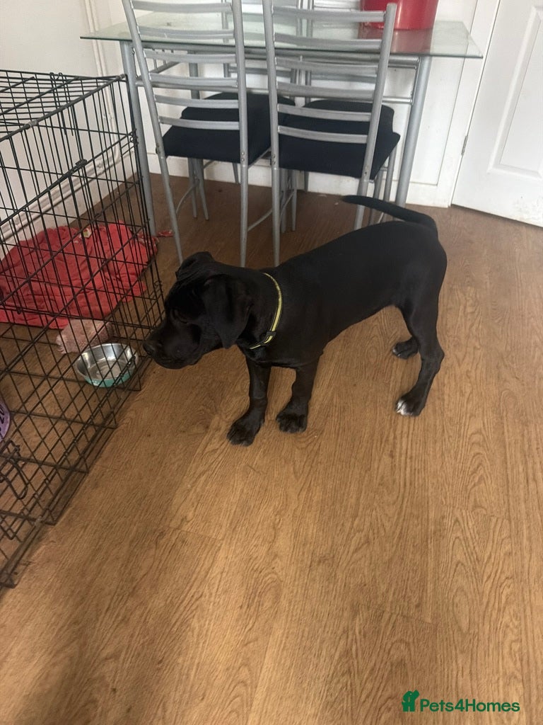 Mixed Breed dogs Male puppy for sale  - Advert 7