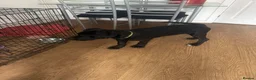 Mixed Breed dogs for sale: Male puppy for sale  in Nuneaton - Advert 1