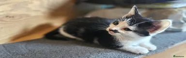 Mixed Breed Kitten 5