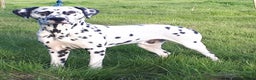 Dalmatian dogs for sale: Stunning Dalmatian Pups - Advert 6