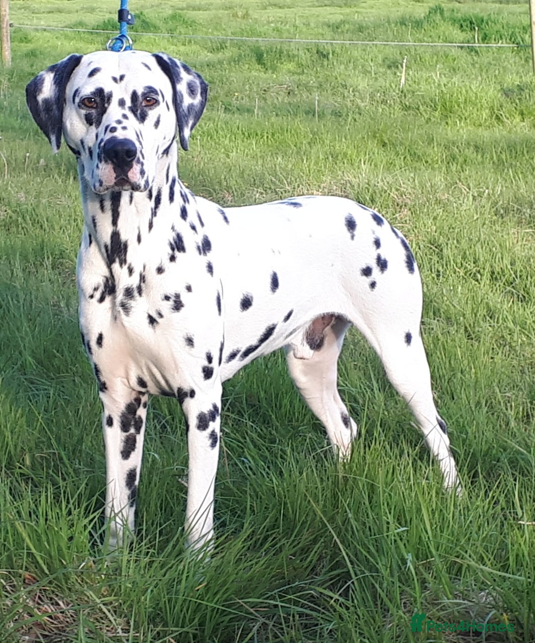 Dalmatian dogs for sale: Stunning Dalmatian Pups - Advert 6