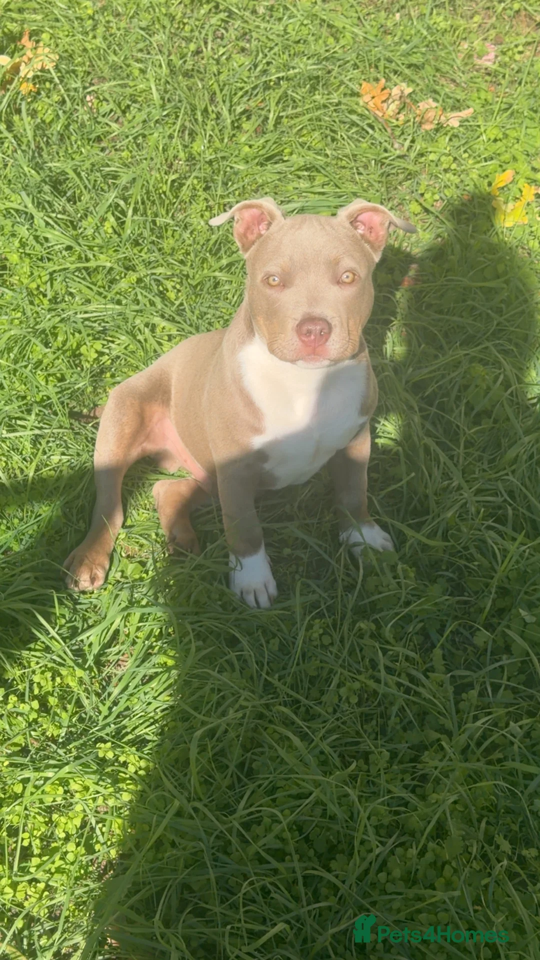 American Bully dogs for sale: Beautiful little boy pocket bully  - Advert 2