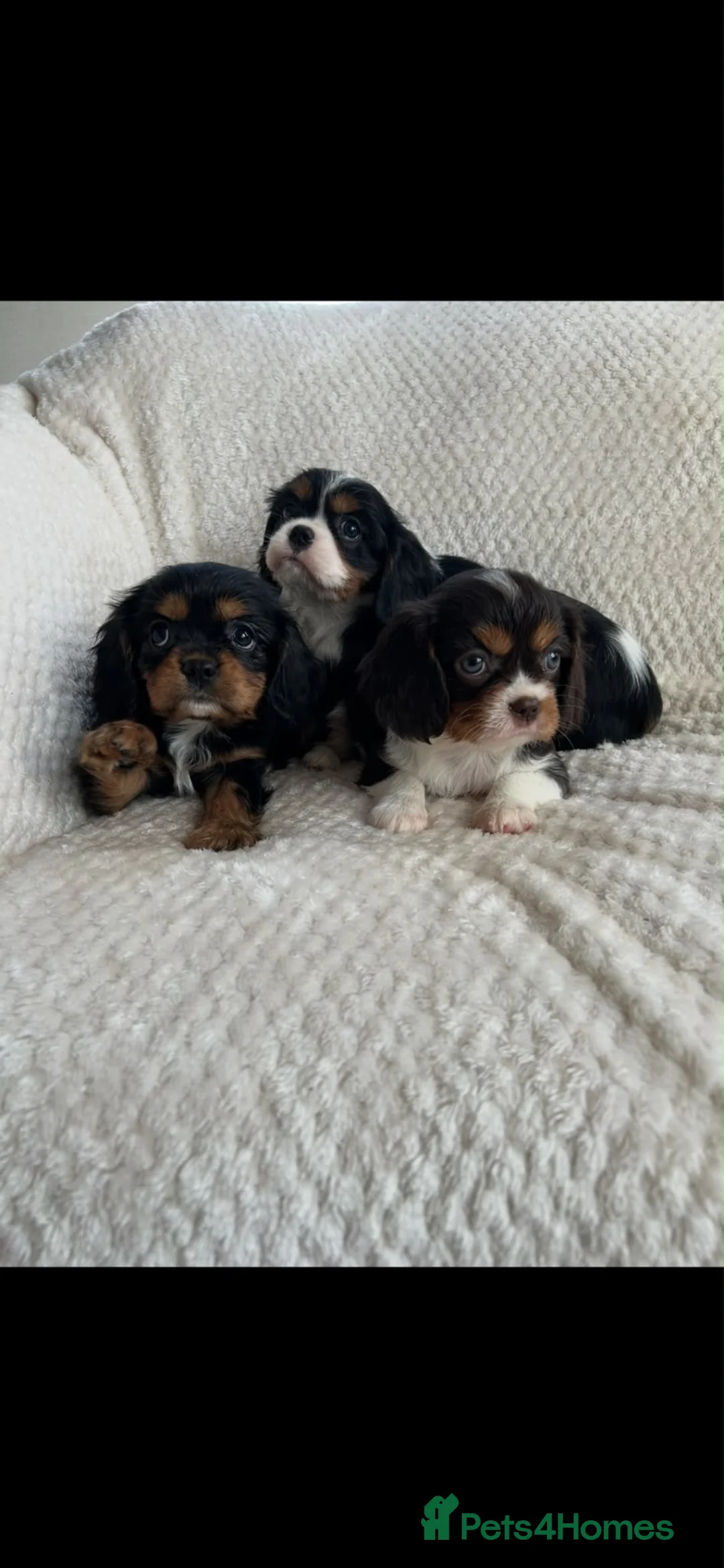 Cavalier King Charles Spaniel dogs for sale: Kc registered chocolate cavaliers 🥰 - Advert 8