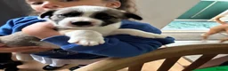 Mixed Breed dogs for sale: Puppy available  - Advert 2