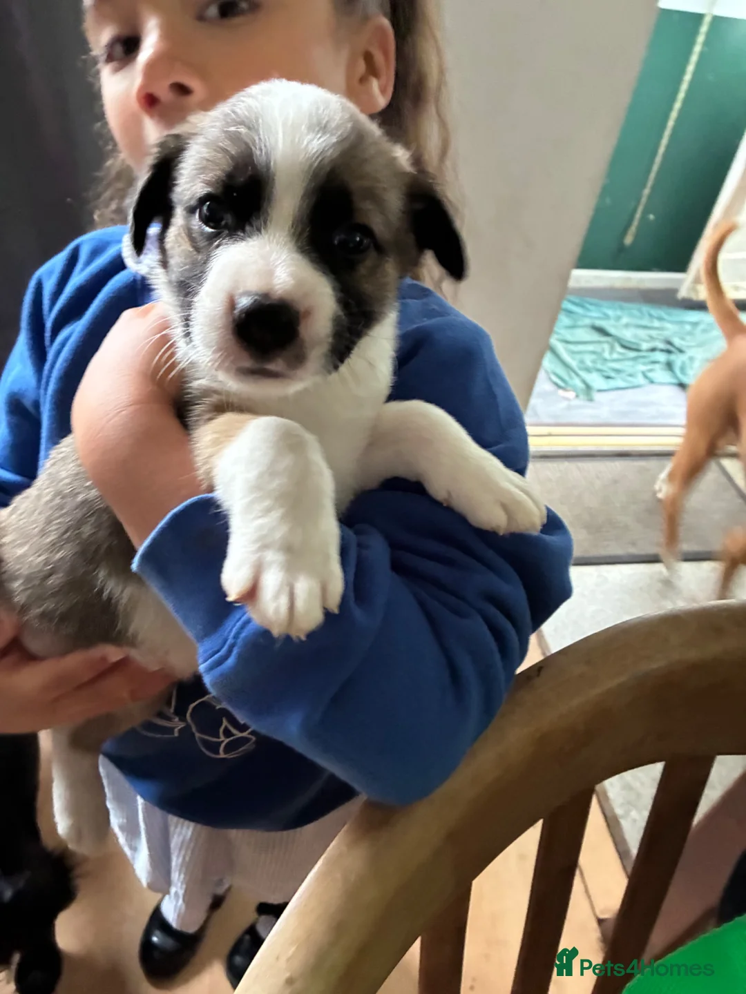 Mixed Breed dogs for sale: Puppy available  - Advert 2
