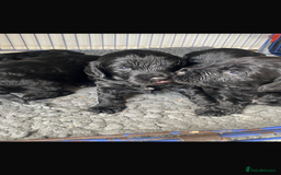Cockapoo dogs for sale: Beautiful Black Cockapoo Pups - Image 4
