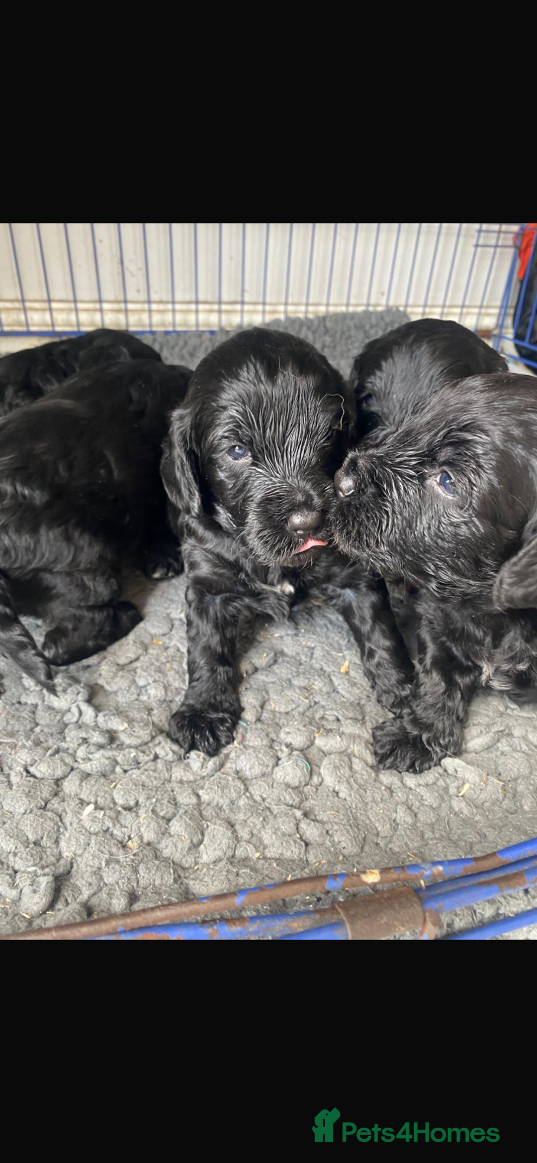 Cockapoo dogs for sale: Beautiful Black Cockapoo Pups - Image 4