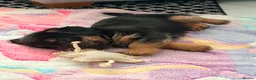 Jack Russell dogs for sale: Stunning jackrussel puppies! - Advert 2