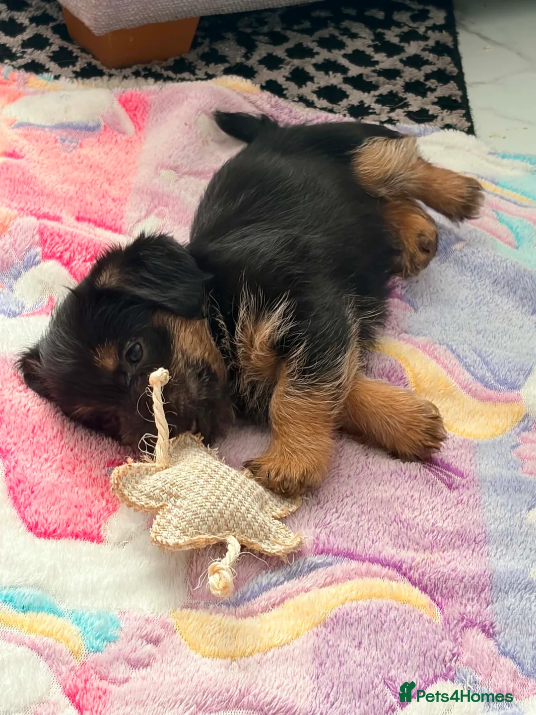 Jack Russell dogs for sale: Stunning jackrussel puppies! - Advert 2