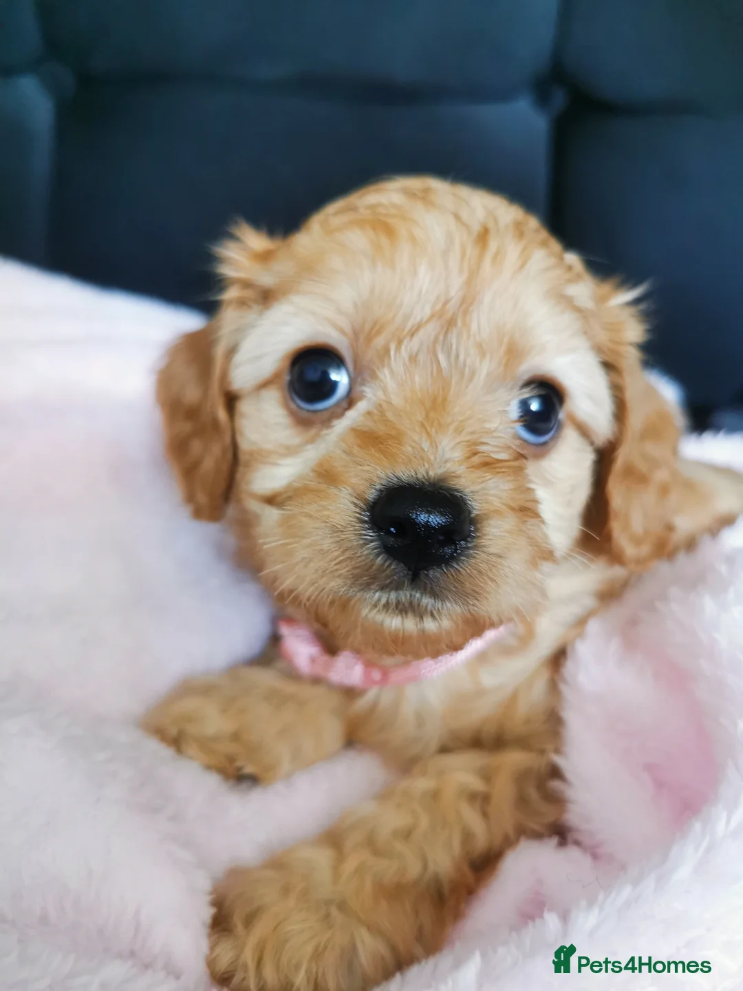 Cavapoo dogs for sale: Extensively health tested F1b Cavapoo puppies  - Advert 2