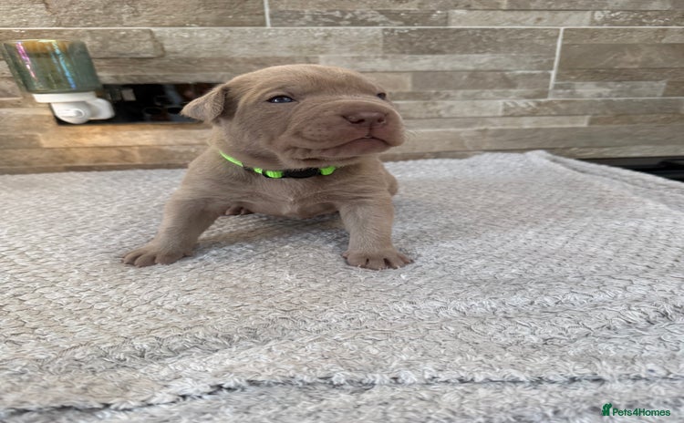 Mastiff dogs Neapolitan x Cane Corso Mix - Advert 2