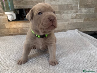 Mastiff dogs Neapolitan x Cane Corso Mix - Advert 4