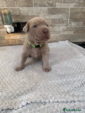 Mastiff dogs Neapolitan x Cane Corso Mix - Advert 2