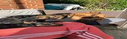 Dachshund dogs for sale: Dauchound puppies in London - Advert 7