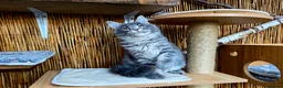 Maine Coon cats for sale: 2 Stunning GCCF Kittens Available.  - Advert 13