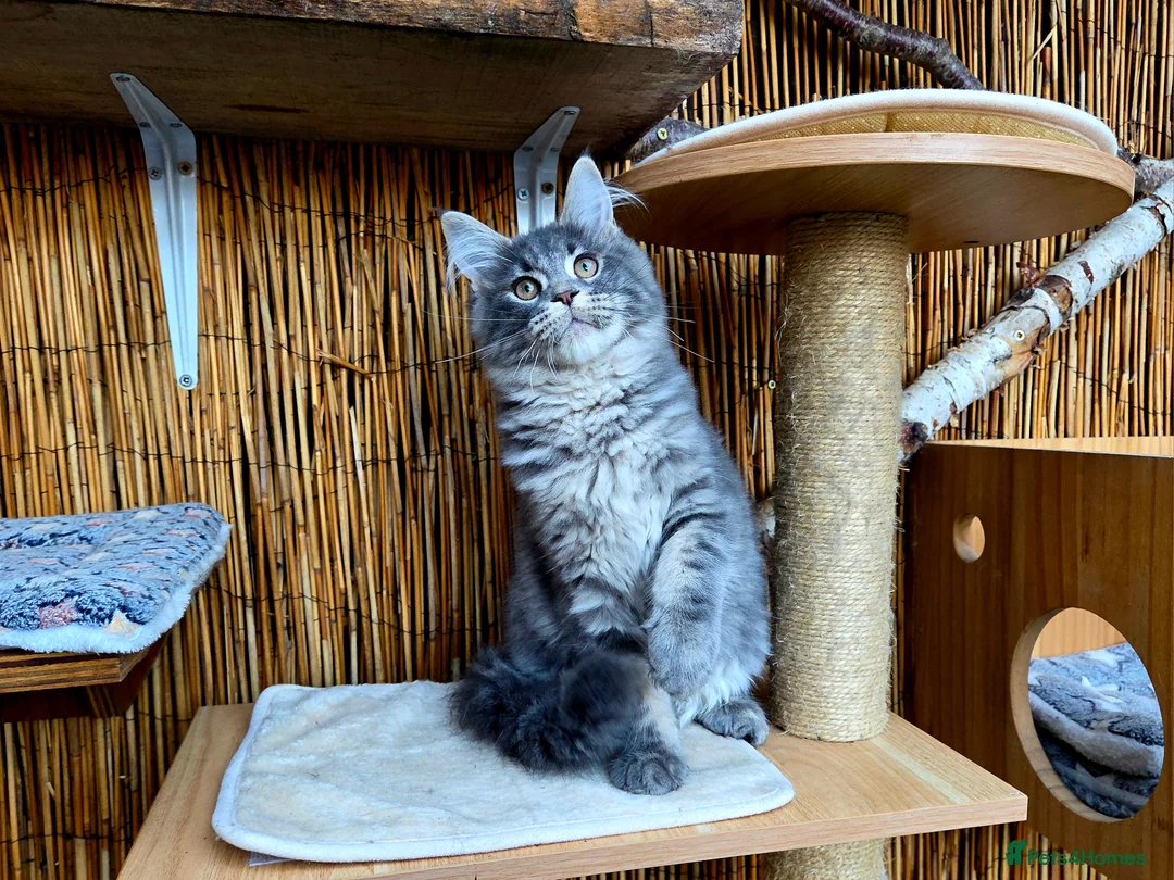 Maine Coon cats for sale: 2 Stunning GCCF Kittens Available.  - Advert 13