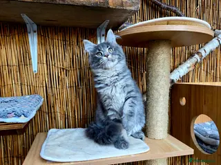 Maine Coon cats 1 Sunning Blue Tabby GCCF Girl Available. - Advert 8