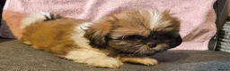 Shih Tzu dogs for sale: Quality Half Imperial Shihtzus. - Advert 7