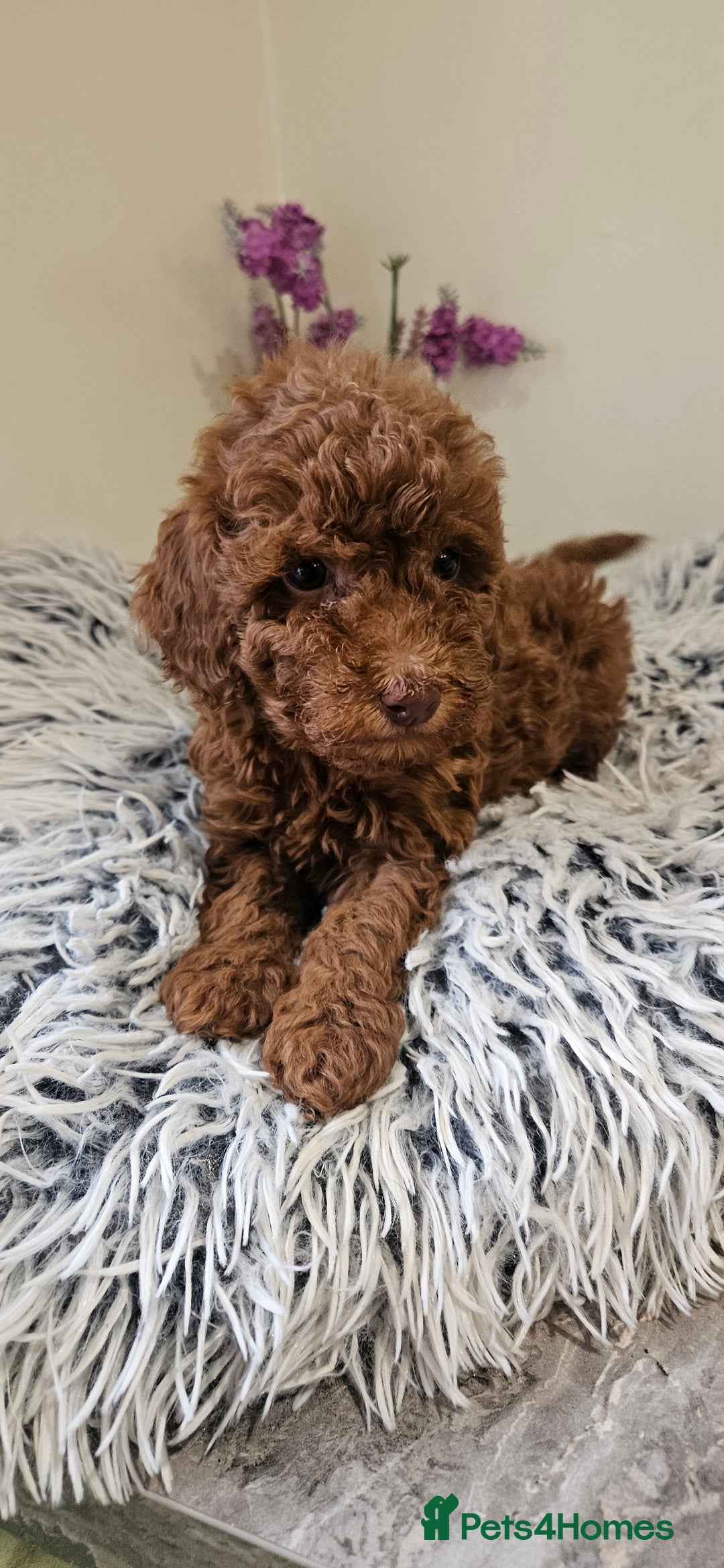 Toy Poodle dogs for sale: Beautiful Red Toy Poodle Puppies - Advert 9