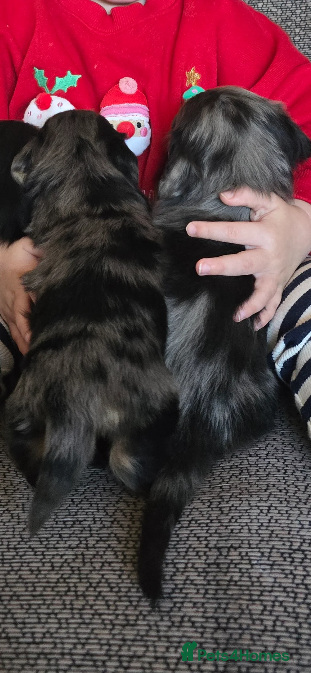 Dachshund dogs for sale: 3/4 dashound 1/4 poodle - Advert 2