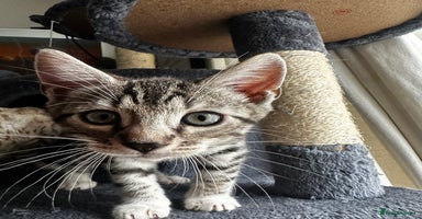 Bengal cats - Advert 16
