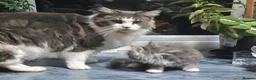 Maine Coon cats for sale: Maine coon kittens for sale  in Oldbury - Advert 3